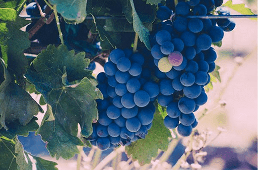 grapes of wine