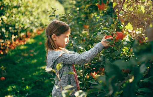 APPLE PICKING IN JULIAN