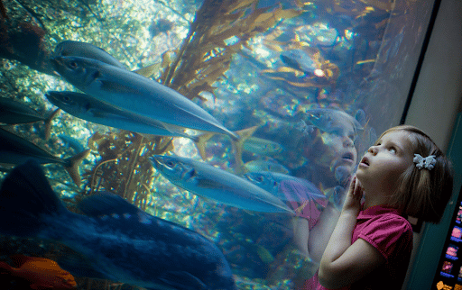 Child in Petco Park looking at fish 