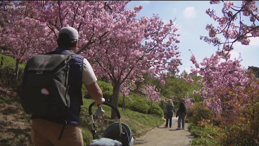 Japanese Friendship Garden