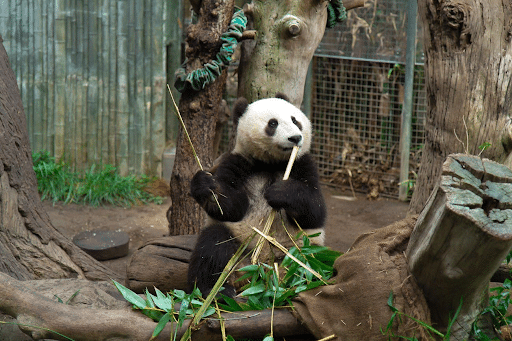 San Diego Zoo