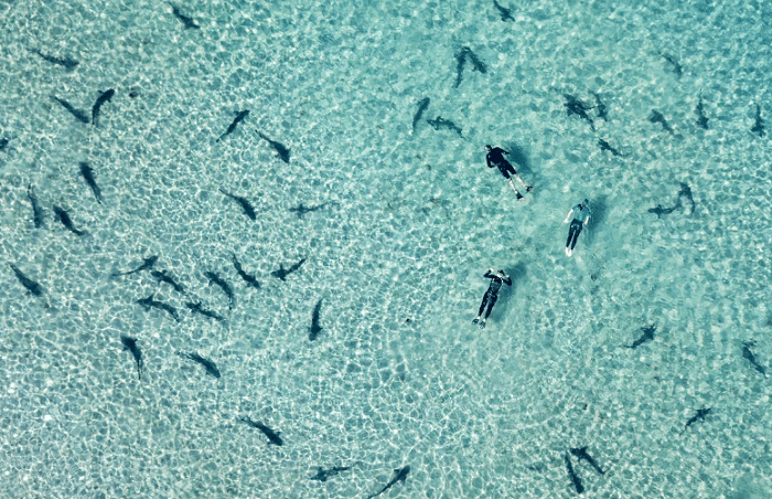 La Jolla Snorkeling 