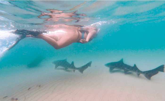 La Jolla Snorkeling 