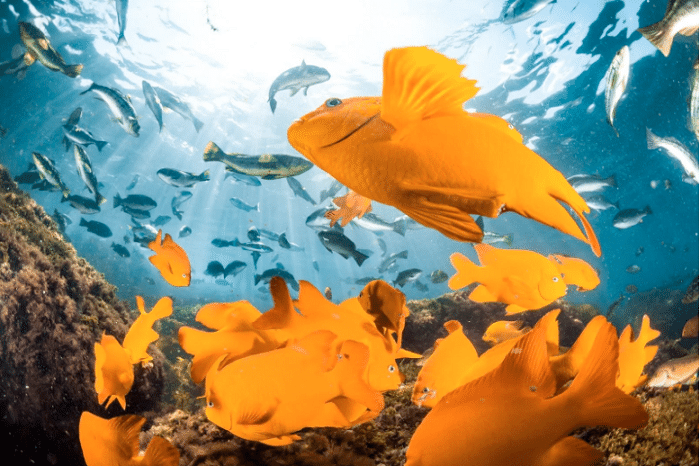 La Jolla Snorkeling 