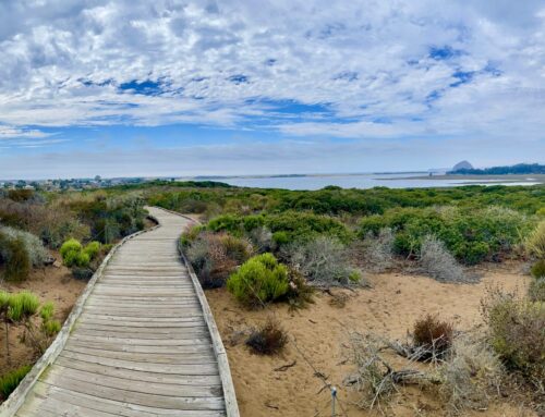 Explore North County San Diego Like a Local