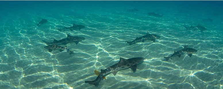 Leopard sharks