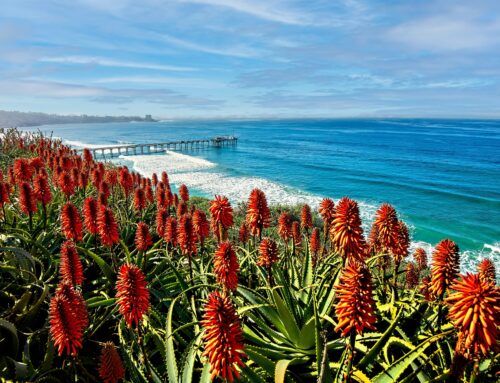 The Best Outdoor Activities in San Diego: Adventures by Land, Sea, and Sky