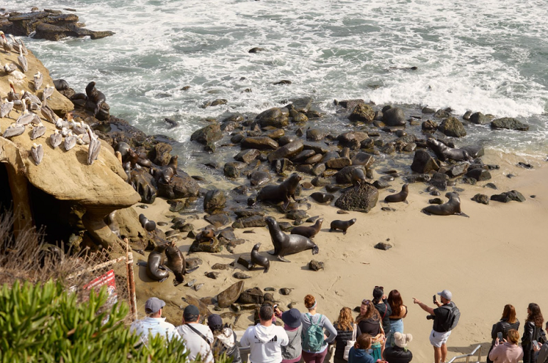 group of people on a beach in la jolla taking photos of sea lions on shore